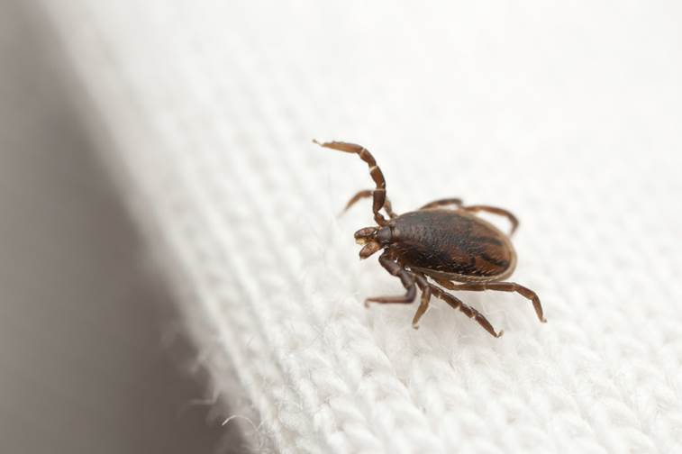 A tick navigates a sweater. Scientists are revising tick-cleaning recommendations.